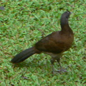 Gray-headed Chachalaca